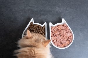Resep Olahan Makanan Kucing Sederhana Tapi Enak